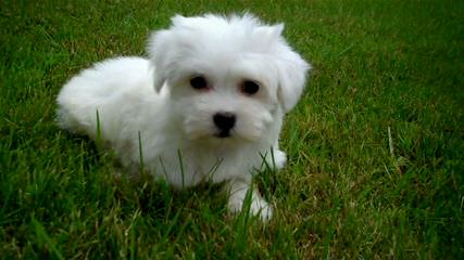 Champion Bloodline Havanese Puppies - Dog Breeders