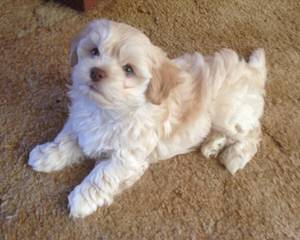 Gallagher Havanese Akc In Oregon - Dog Breeders