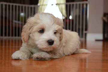 Moorea Havanese - Dog Breeders