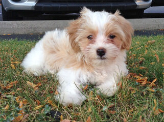 Sonrisas Havanese - Dog Breeders