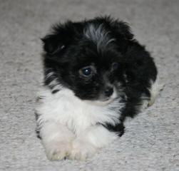 Kase Havanese – Champion Pups Available - Dog Breeders