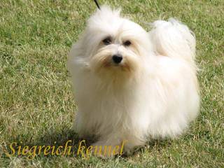 Havanese Hacienda - Dog Breeders