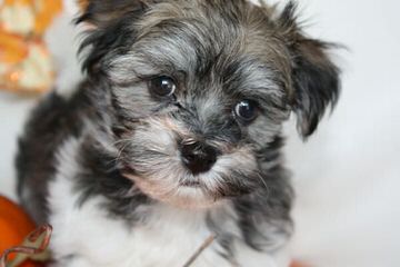 Ahavapicaro Havanese And Bolonkas - Dog and Puppy Pictures