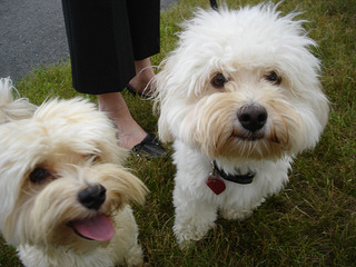 Havanese..Cerf Babies Now And Through The Holidays - Dog Breeders