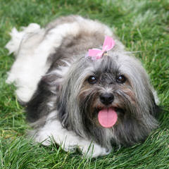 Dar A Luz Havanese - Dog and Puppy Pictures