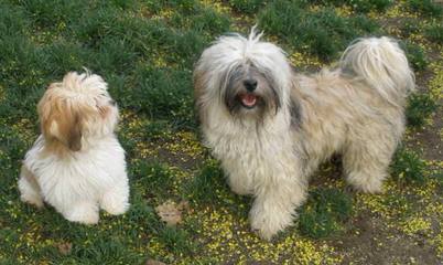 Dar A Luz Havanese - Dog Breeders