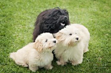 Sonrisas Havanese - Dog and Puppy Pictures