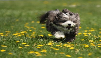 Hydabrek Havanese - Dog and Puppy Pictures