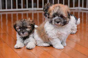 Gallagher Havanese Akc In Oregon - Dog Breeders