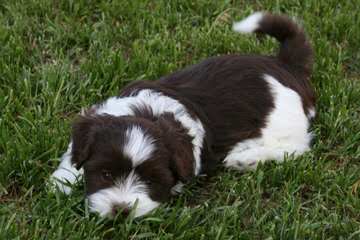 JOYASEDA REG’D HAVANESE - Dog Breeders