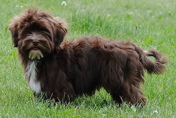 B F Havanese - Dog Breeders