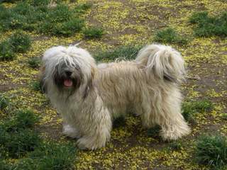 SALIDA DEL SOL HAVANESE - Dog Breeders