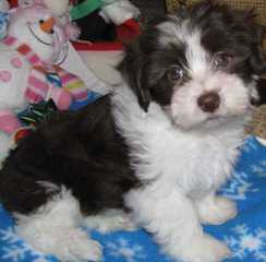 Kim`S Loving Havanese - Dog and Puppy Pictures