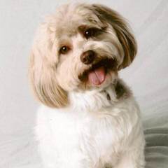 Amor Havanese - Dog Breeders