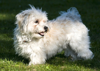 Havanese&Giant Schnauzers - Dog Breeders