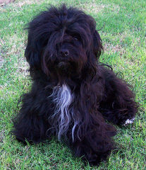 Mistytrails Havanese ‘1993’ (Registered / Certified) Breeder - Dog Breeders