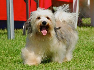 HOMEGROWN HAVANESE - Dog and Puppy Pictures