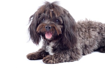 JOYASEDA REG’D HAVANESE - Dog and Puppy Pictures