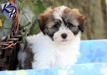 Hickory Knoll Havanese - Dog and Puppy Pictures