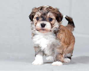 Havanese Heaven - Dog Breeders