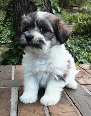 Fausthouse Happy Havanese - Dog Breeders