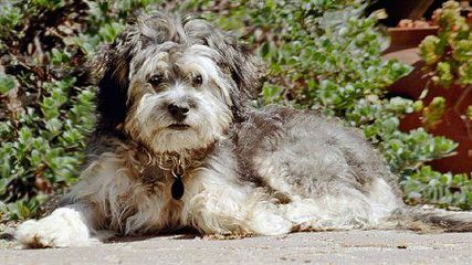 Creme De La Creme Coton De Tulear & Havanese - Dog Breeders