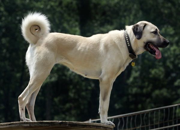 Kangal Dog Dogs and Puppies