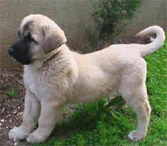 Kangal Dog Dogs and Puppies