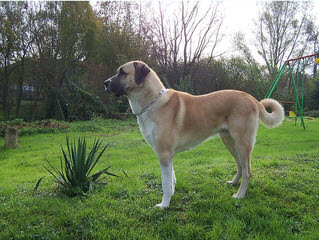 Turkmen Kangal Dogs - Dog and Puppy Pictures