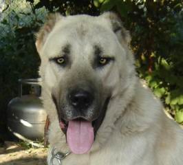 California Kangals - Dog Breeders