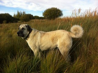 Cinco Deseos Ranch Livestock Guardian Dogs - Dog Breeders