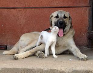 Banks Mountain Farm - Dog Breeders