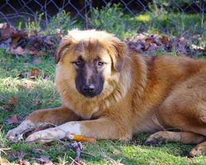 Turkmen Kangal Dogs - Dog and Puppy Pictures