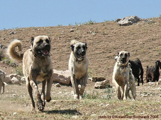 Turkmen Kangal Dogs - Dog Breeders