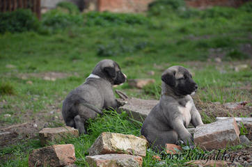 Rayburne Ridge Farm - Dog Breeders