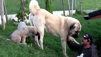 Rayburne Ridge Farm - Dog Breeders