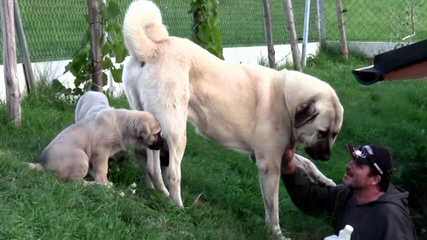 Cinco Deseos Ranch Livestock Guardian Dogs - Dog Breeders