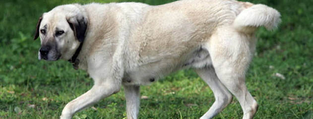 California Kangals - Dog and Puppy Pictures