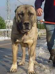 Turkmen Kangal Dogs - Dog Breeders