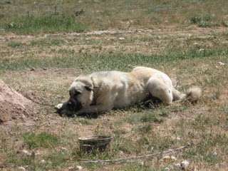 Cinco Deseos Ranch Livestock Guardian Dogs - Dog Breeders