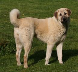 Cinco Deseos Ranch Livestock Guardian Dogs - Dog and Puppy Pictures