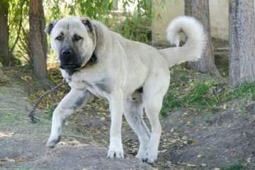 Turkmen Kangal Dogs - Dog and Puppy Pictures