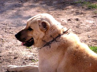 Turkmen Kangal Dogs - Dog and Puppy Pictures