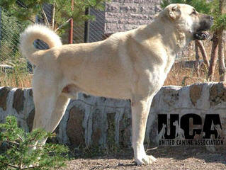 Turkmen Kangal Dogs - Dog Breeders