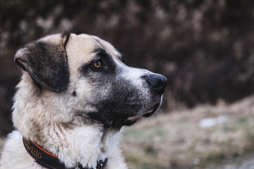 California Kangals - Dog and Puppy Pictures