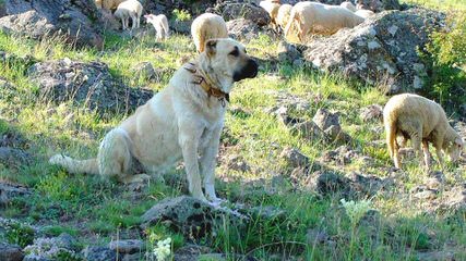 California Kangals - Dog Breeders