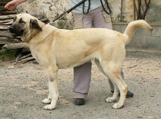 Turkmen Kangal Dogs - Dog and Puppy Pictures