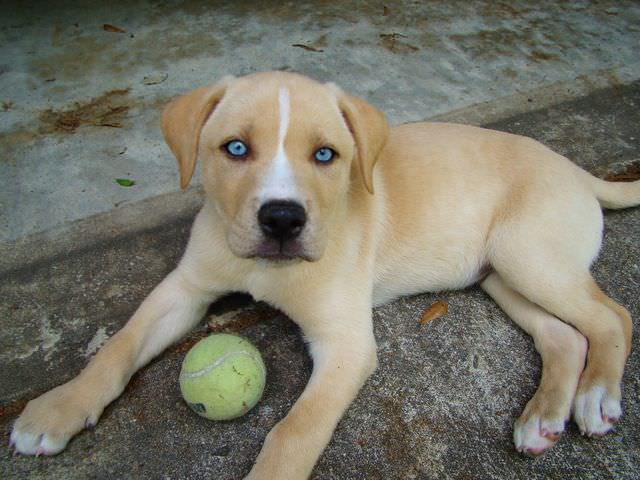 Labbe Dogs and Puppies