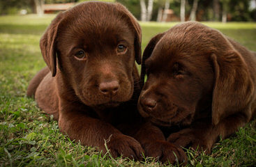Labbe Puppies! - Dog Breeders
