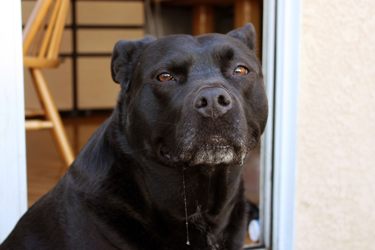 Labrabull Dogs and Puppies